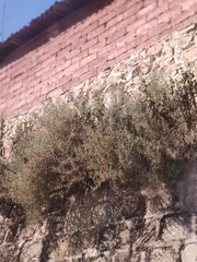 Rumex hastatus