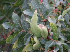 Baizongia pistaciae