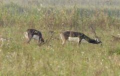 Antilope cervicapra