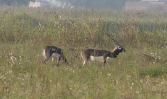 Antilope cervicapra