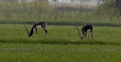 Antilope cervicapra
