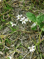 Lobelia perpusilla
