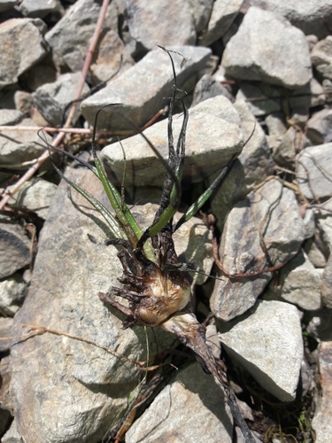 Image of Isoetes alpina by (c) naturewatchwidow, some rights reserved (CC BY)