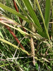Carex coriacea