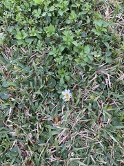 Bidens alba