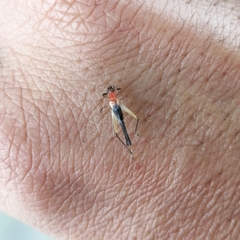 Homoeoxipha lycoides