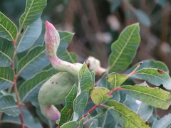 Baizongia pistaciae