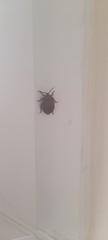 Dinidoridae