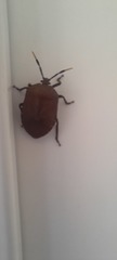 Dinidoridae