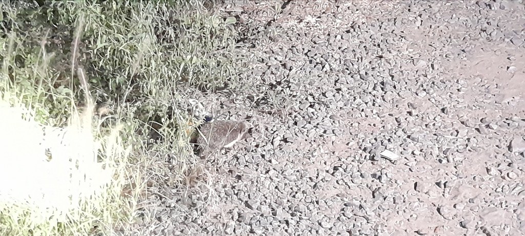 Madras Hedgehog
