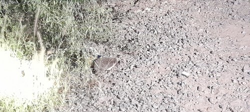 Madras Hedgehog