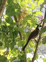 Pycnonotus jocosus