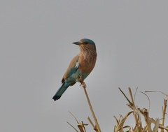 Coracias benghalensis
