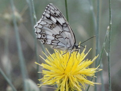 Melanargia larissa