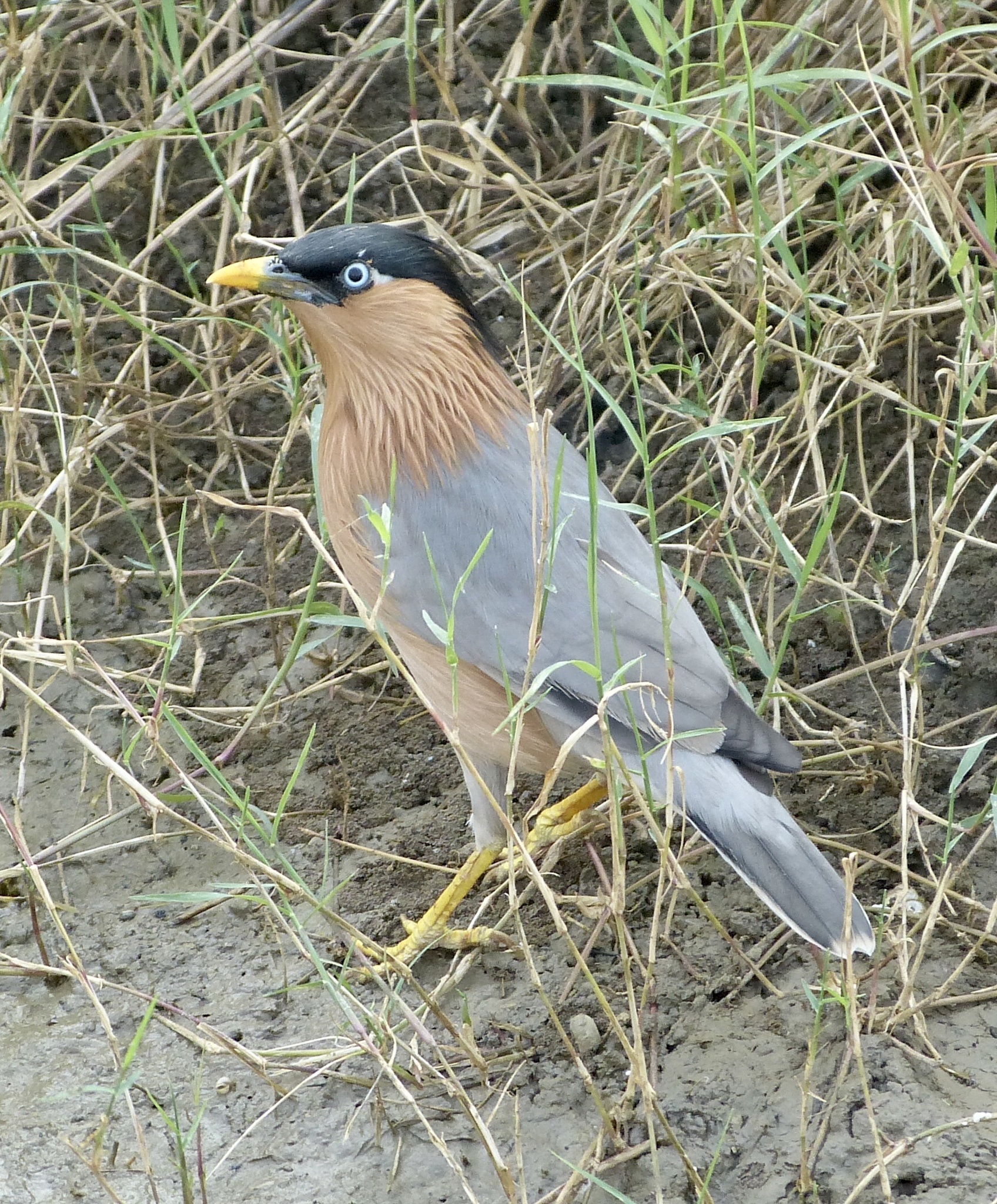 Brahminy Starling