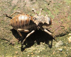 Enyaliopsis transvaalensis