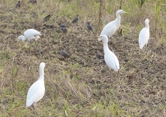 Bubulcus ibis
