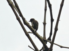 Picumnus olivaceus