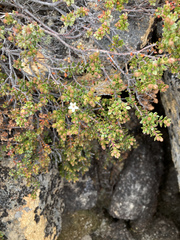 Epacris serpyllifolia