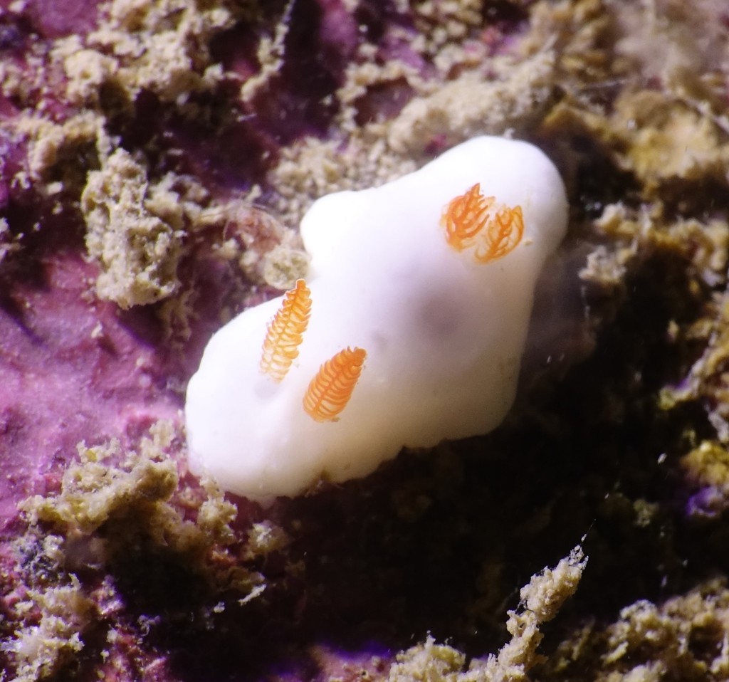 Verconia hongkongiensis