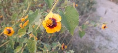 Abutilon
