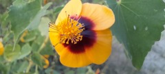Abutilon