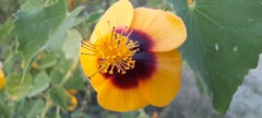 Abutilon