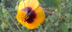 Abutilon