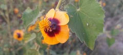 Abutilon
