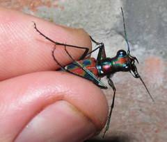 Cicindelina