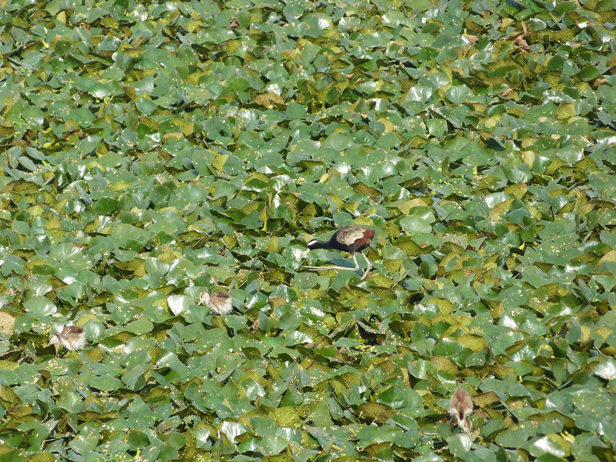 Bronze-winged Jacana