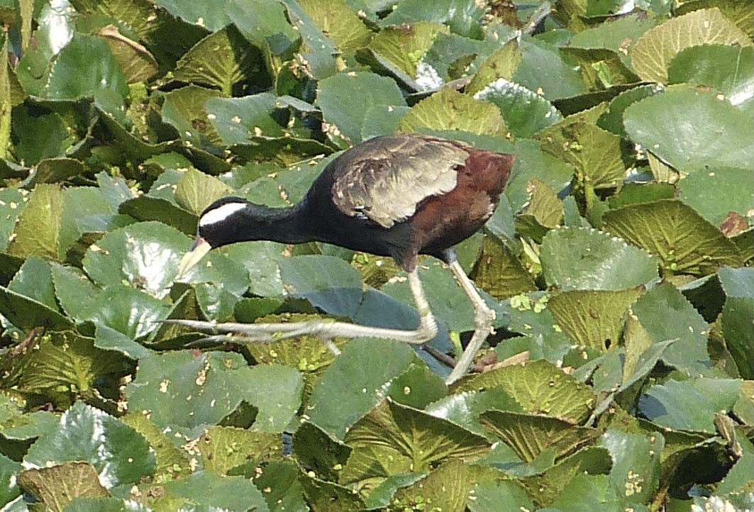 Bronze-winged Jacana