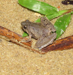 Microhyla berdmorei