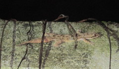 Hemidactylus platyurus