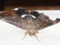 Achaea eusciasta