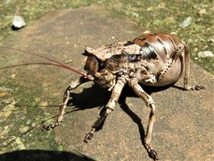 Enyaliopsis transvaalensis