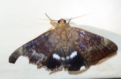 Achaea eusciasta