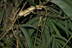 Calotes emma