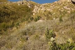 Aspalathus digitifolia