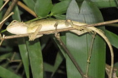 Calotes emma