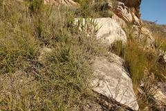 Aspalathus digitifolia