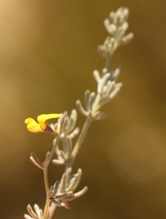 Aspalathus digitifolia