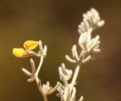 Aspalathus digitifolia