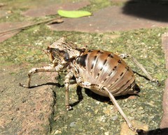 Enyaliopsis transvaalensis