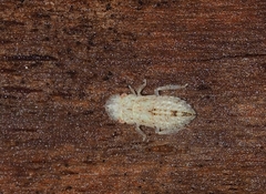 Ledromorpha