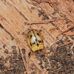 Peltoschema hamadryas