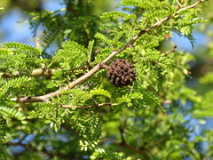 Cephalotelium macowanianum