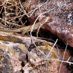 Aspidoscelis neotesselatus