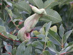Baizongia pistaciae