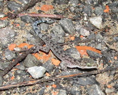 Cyrtodactylus tripuraensis